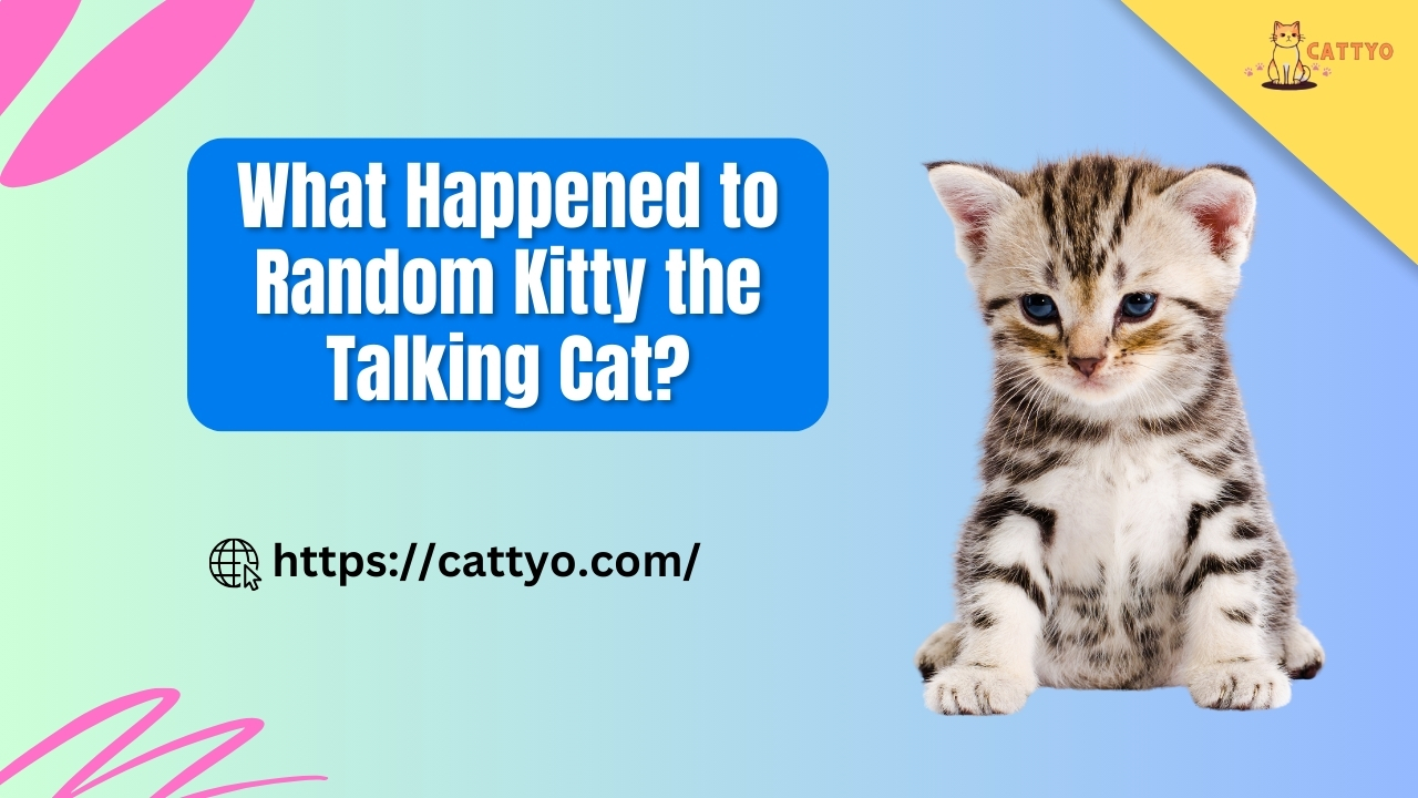 What Happened to Random Kitty the Talking Cat