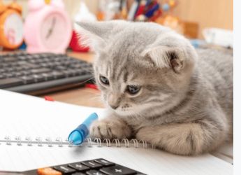 Cat Calculator