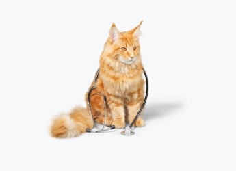 Cat Health