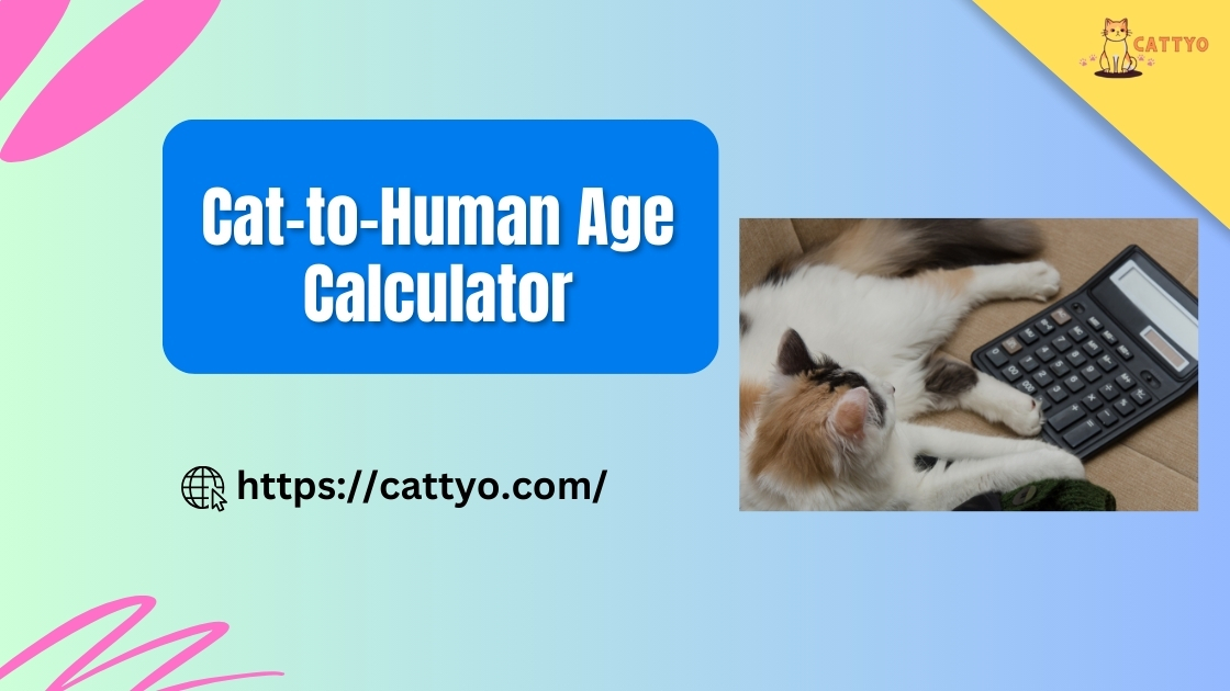 Cat to Human Age Calculator