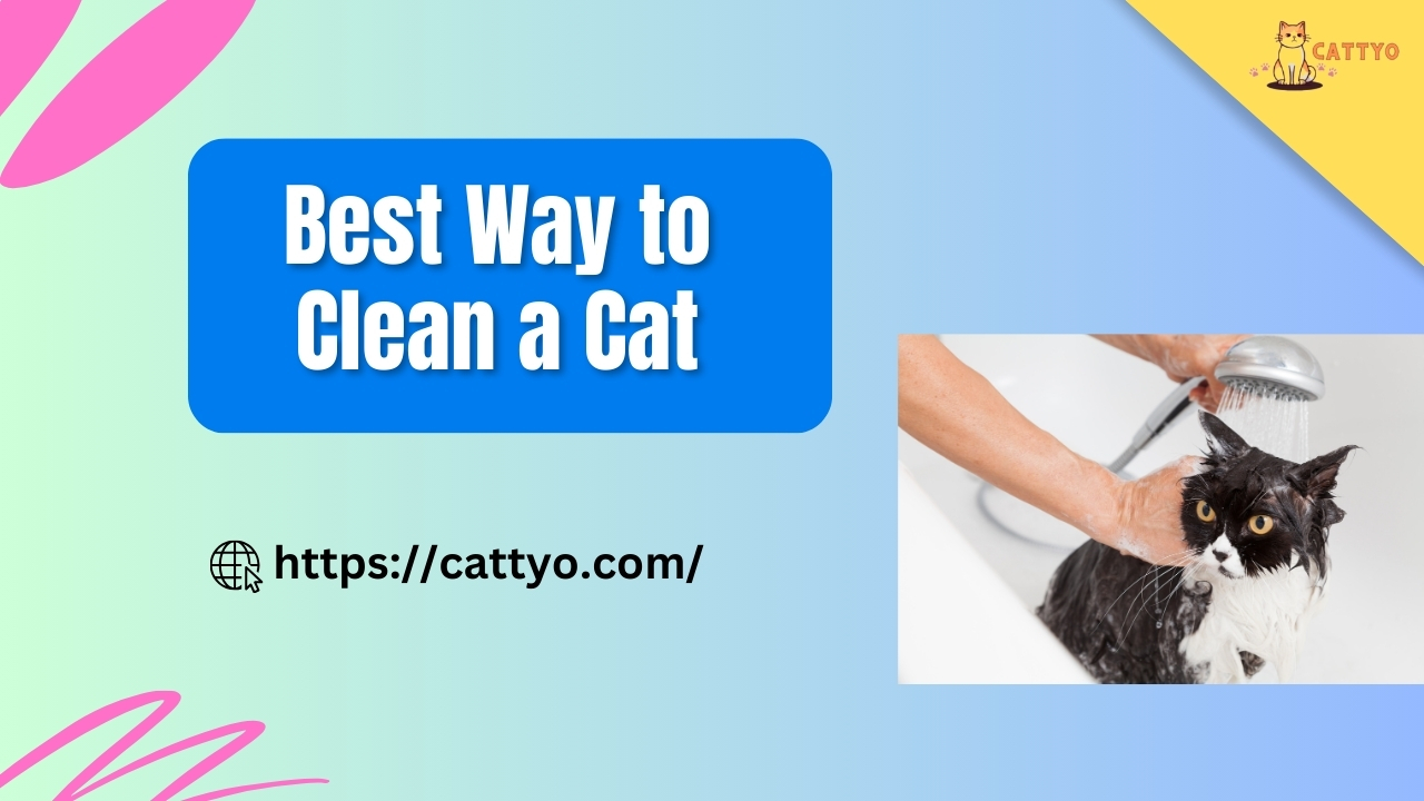 Best Way to Clean a Cat: A Stress-Free Guide