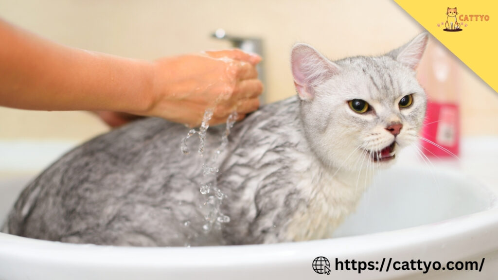Best Way to Clean a Cat: A Stress-Free Guide