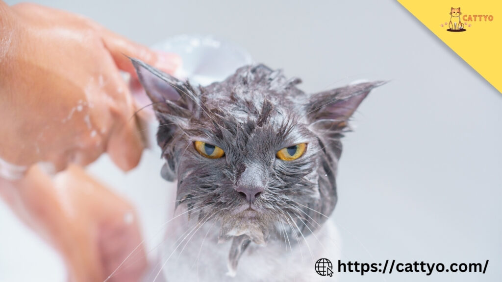 Best Way to Clean a Cat: A Stress-Free Guide