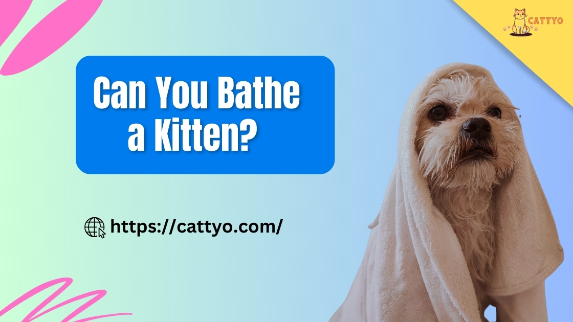 Can you bathe a kitten