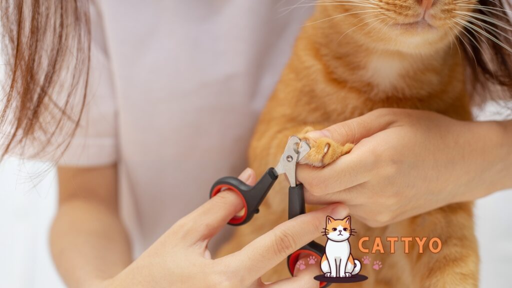 Cat nail trimming