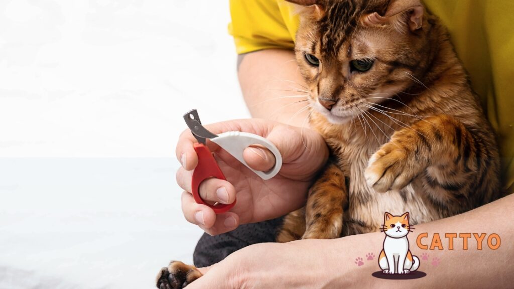Cat nail trimming