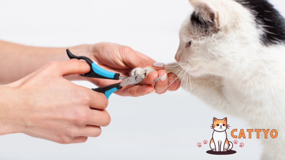 Cat nail trimming