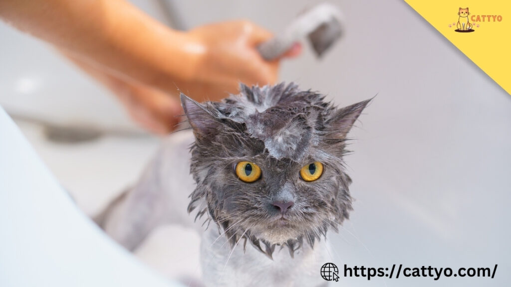 How Often Should You Bathe a Kitten