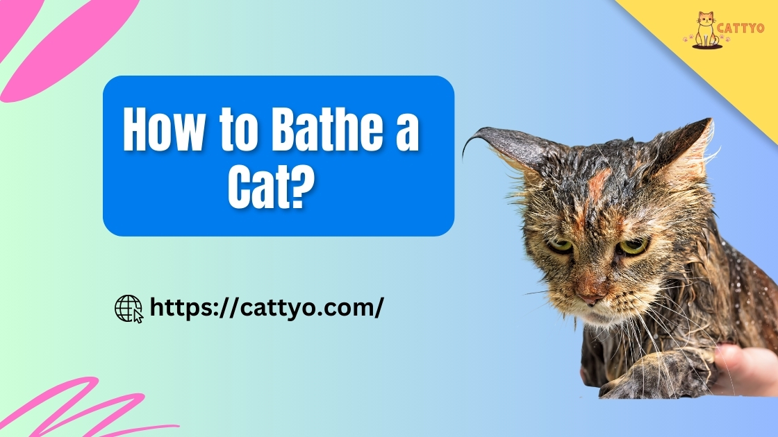 How to Bathe a Cat Banner Image