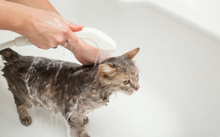 How to Bathe a Cat