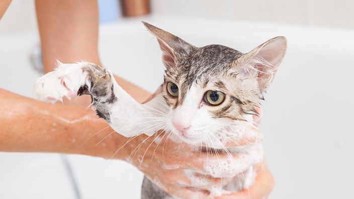 How to Bathe a Cat