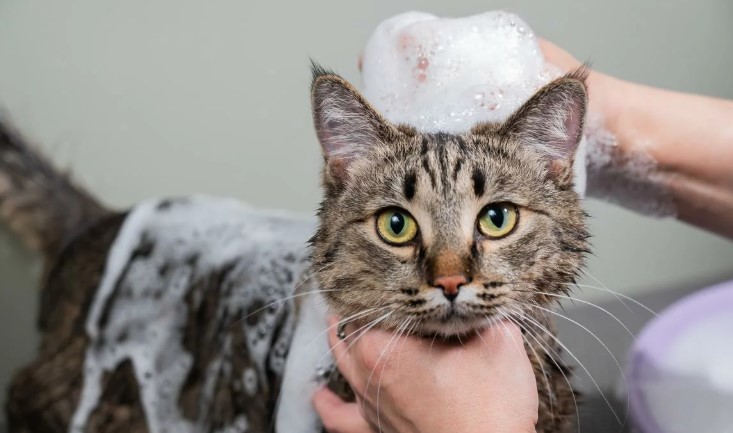 How to Prepare for a Cat Bath