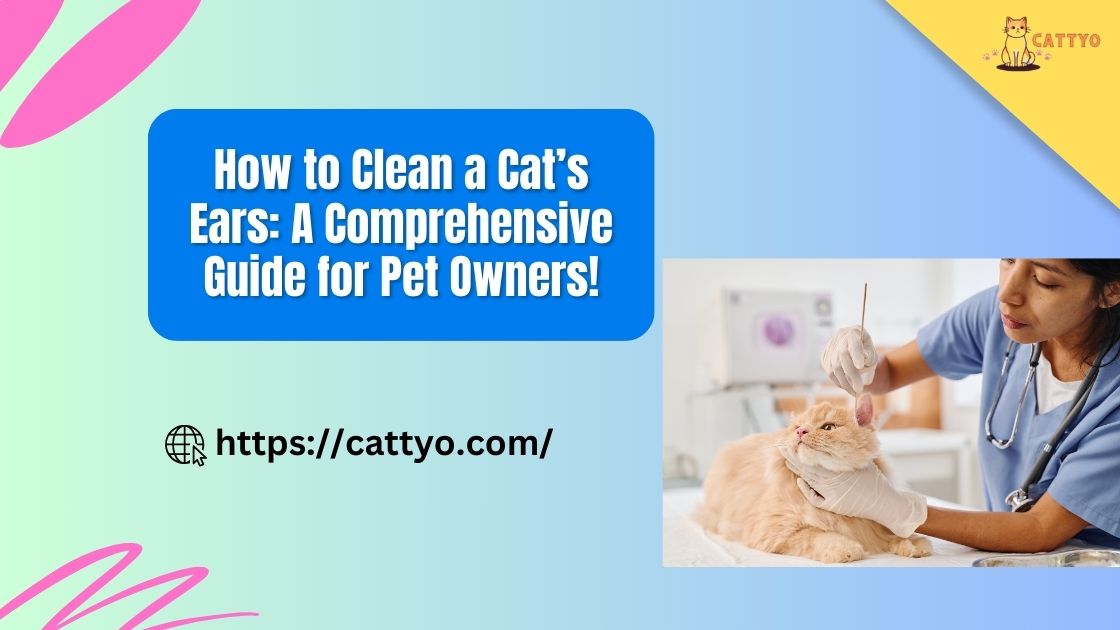 How to clean a cat’s ears