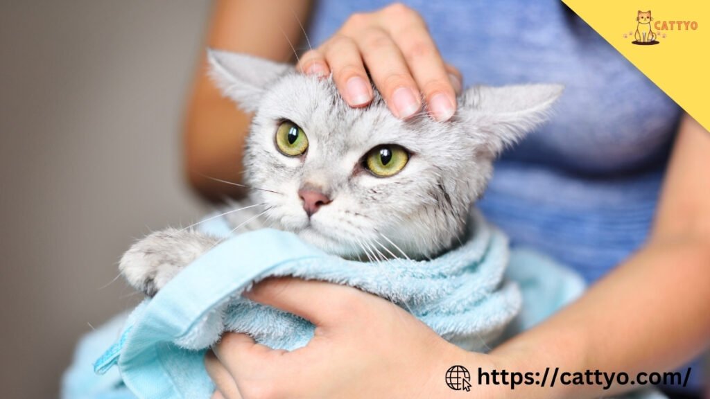 Cat Aggression Toward Humans