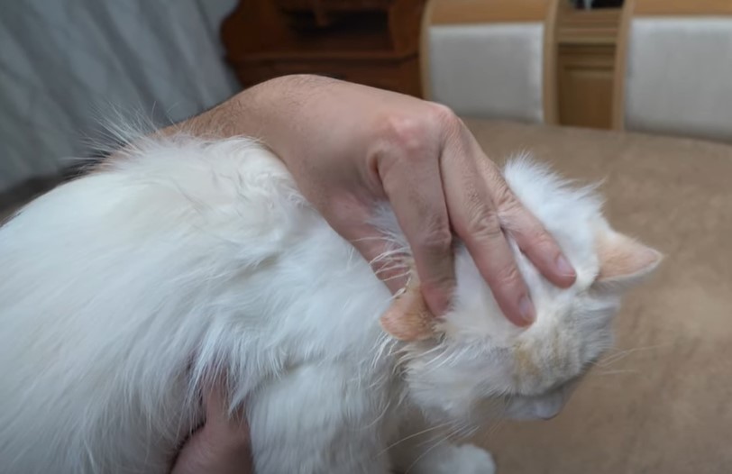 Step-by-Step Guide to Cleaning Your Cat’s Ears
