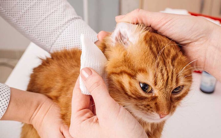 Understanding the Importance of Ear Cleaning