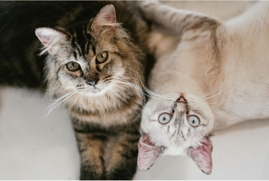 Genetics and Cat Breeds