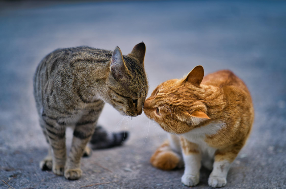 Understanding Cat Communication