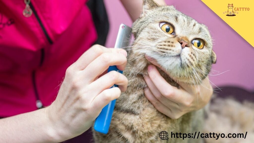 How to Trim a Cat’s Nails Safely 