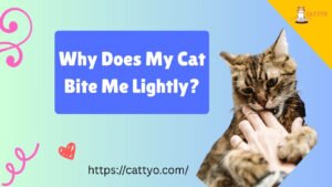 Why Does My Cat Bite Me Lightly