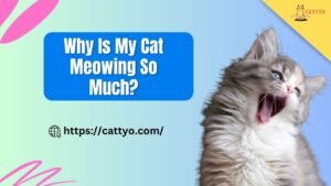 Why Is My Cat Meowing So Much