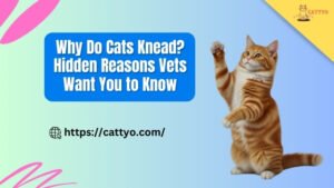 Why Do Cats Knead