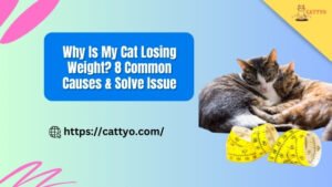 Why Is My Cat Losing Weight