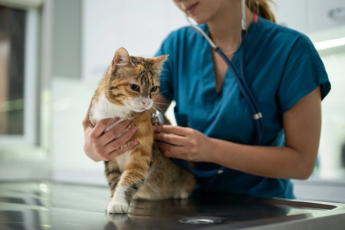 A cat relaxing on a couch, symbolizing health and wellness in pets.