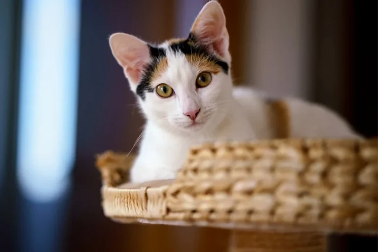 How Long Can You Leave a Cat Alone Without Worry or Stress