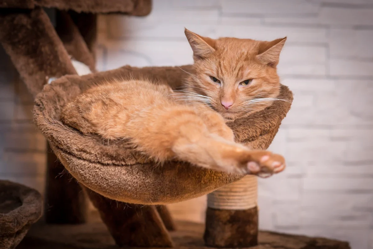 A cat grooming itself in a sunny spot, showcasing its healthy coat.
