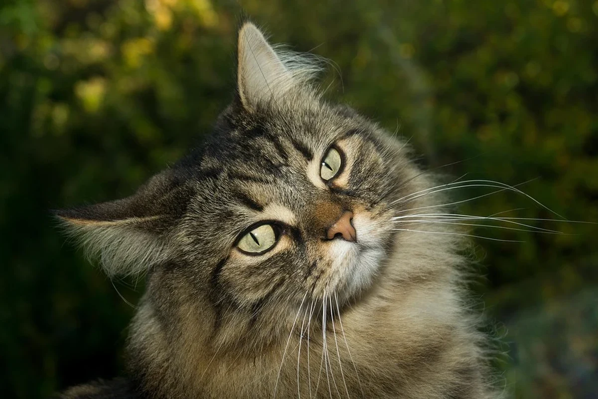 Cats grooming each other, showcasing feline bonding behavior