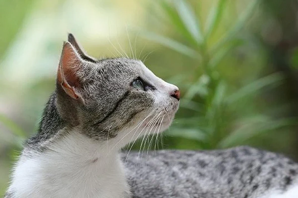 A cat lounging comfortably at home