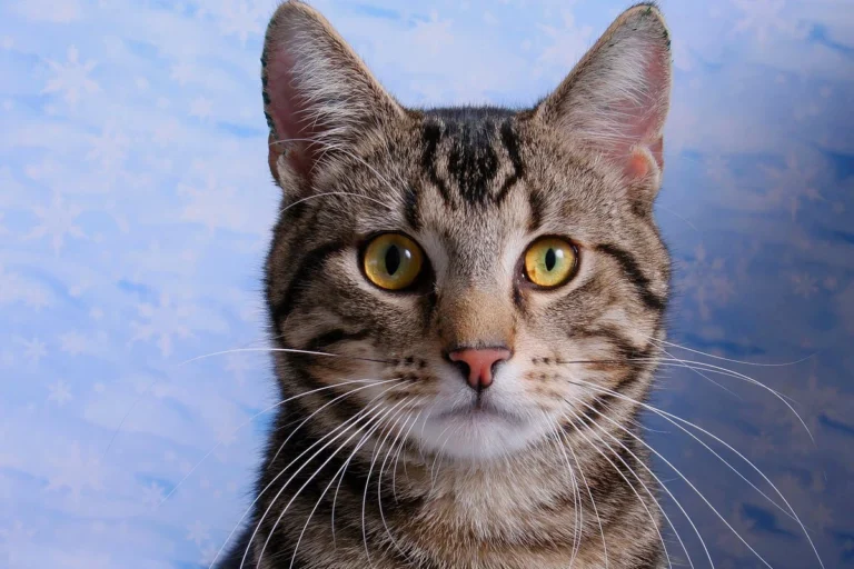 How Much Should a Cat Eat for Optimal Health and Happiness