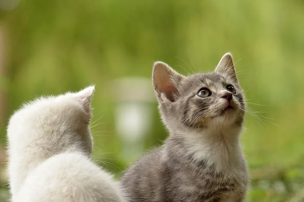A relaxed cat lounging comfortably at home, symbolizing low-maintenance pet care.