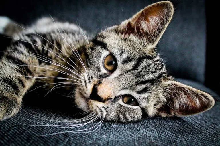 How Do You Clean a Cat for a Healthier Happier Pet