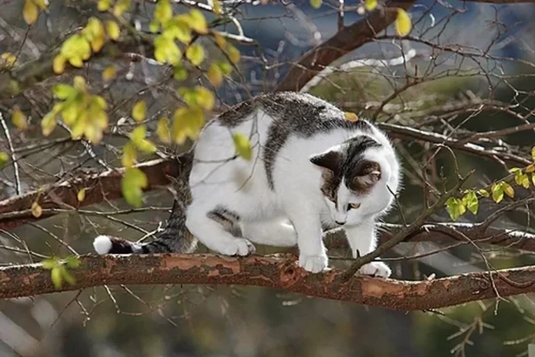 How Much Do U Feed a Cat for Healthy Growth and Energy