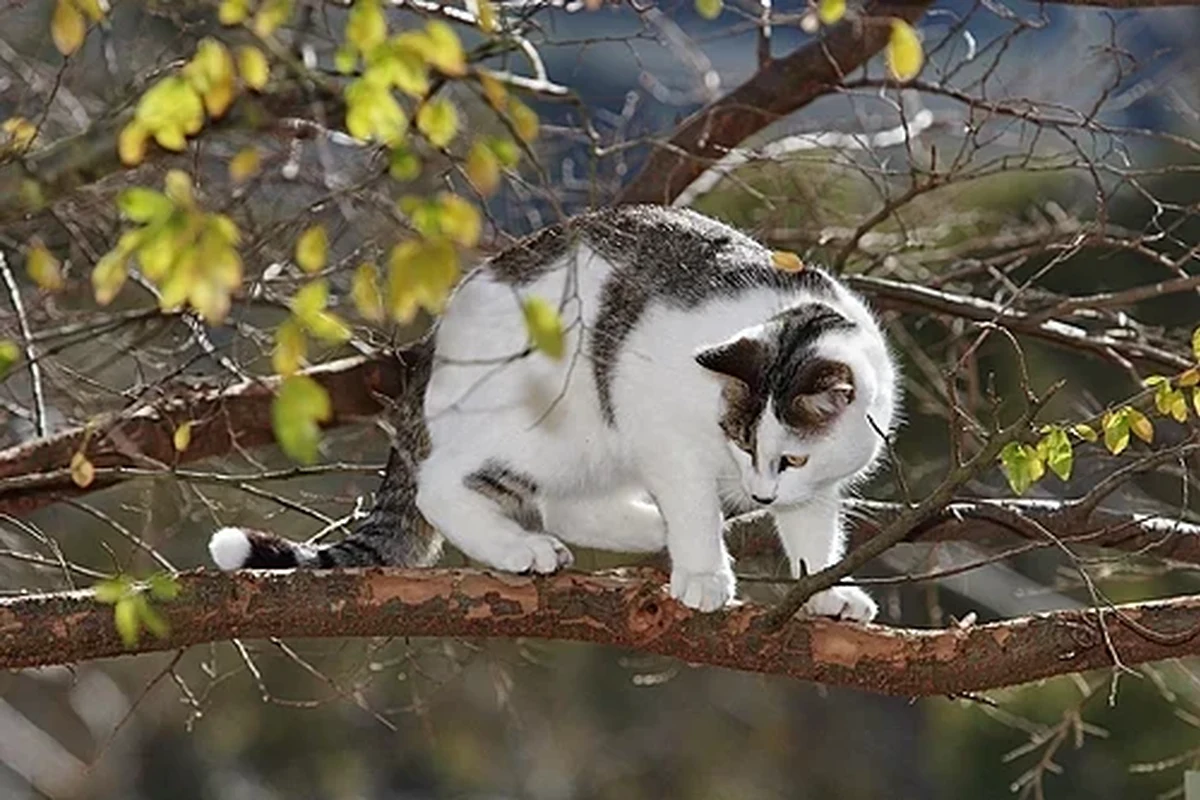 A cat eating from a bowl, showcasing proper feeding practices.