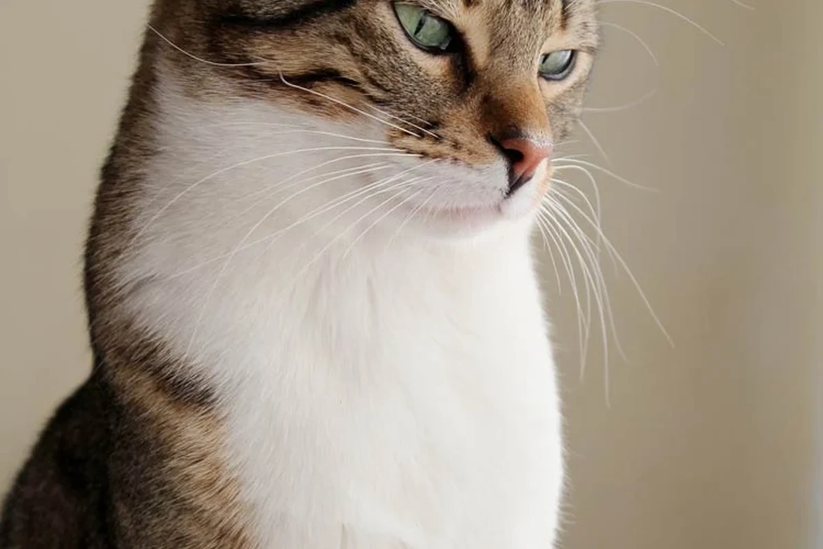 A cat eating from a bowl, showcasing healthy feeding practices.