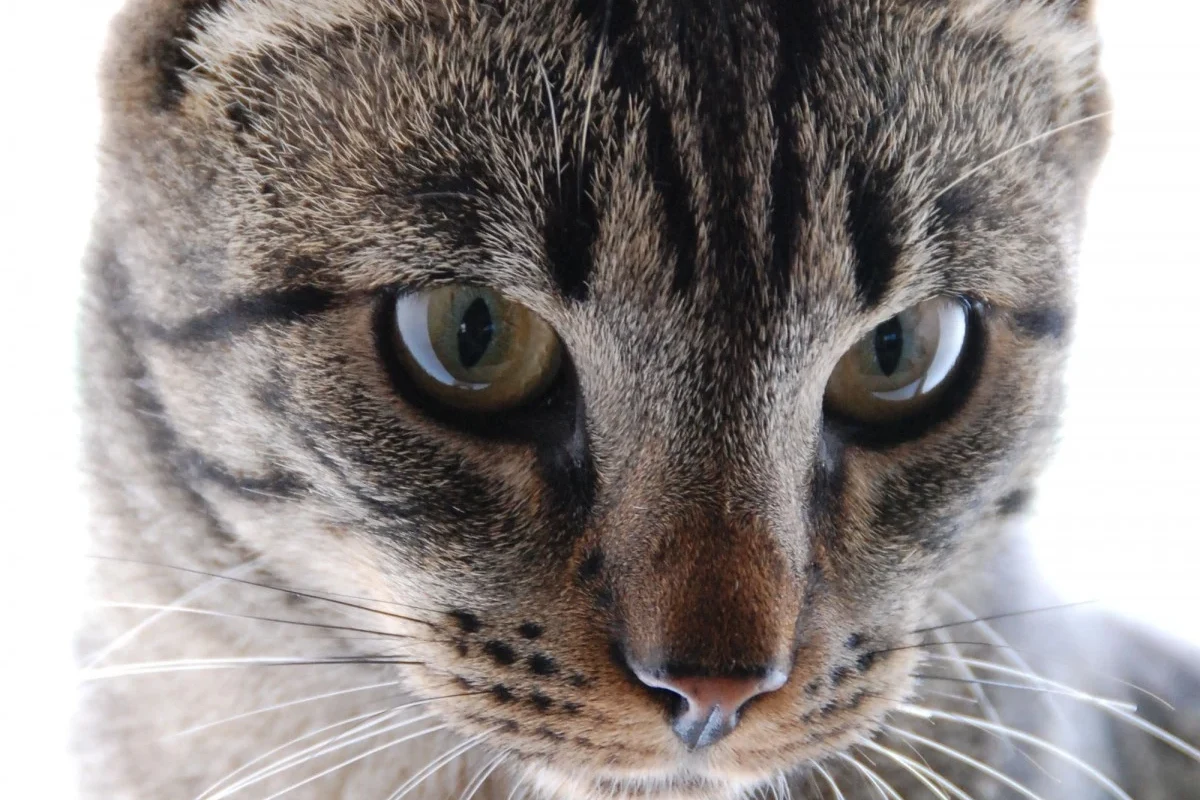 Grooming a long haired cat with essential tools for a shiny coat