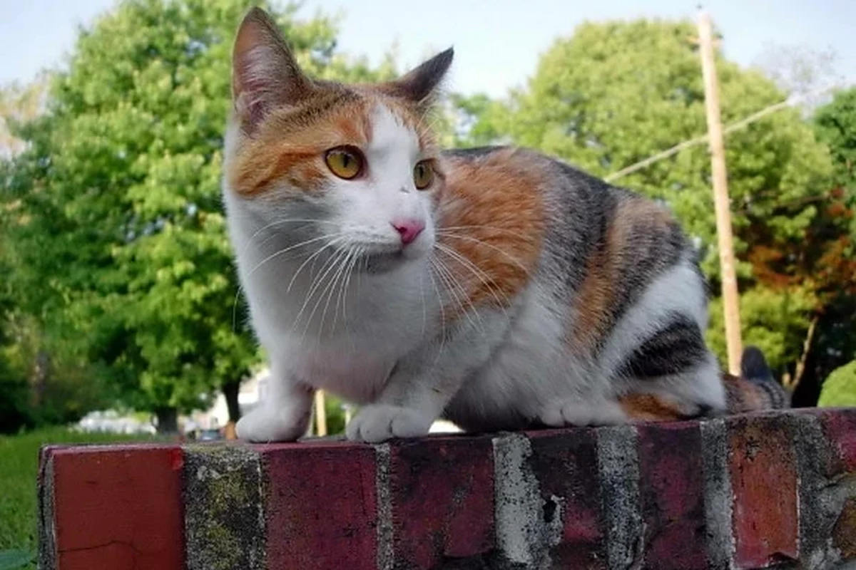 A cat grooming itself in a sunny spot, showcasing its healthy coat.