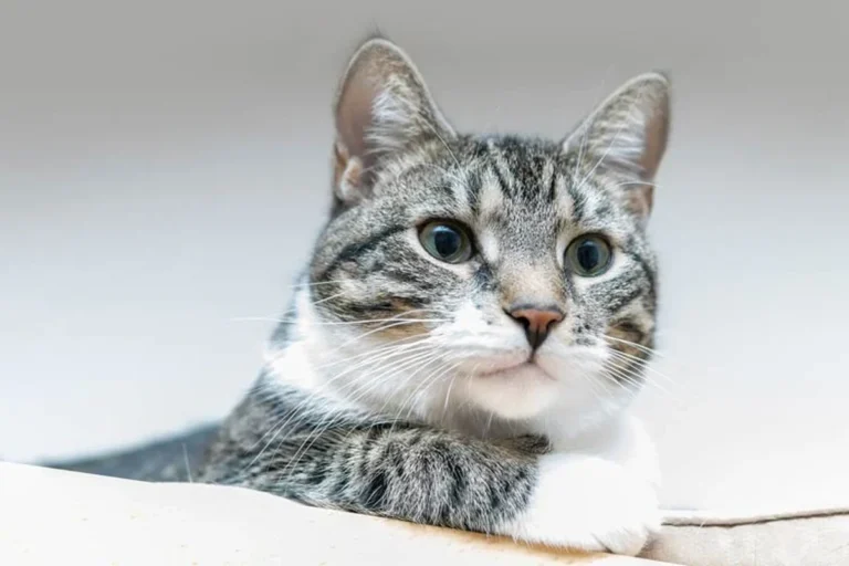 What Are the Symptoms of a Cat Dying and How to Cope