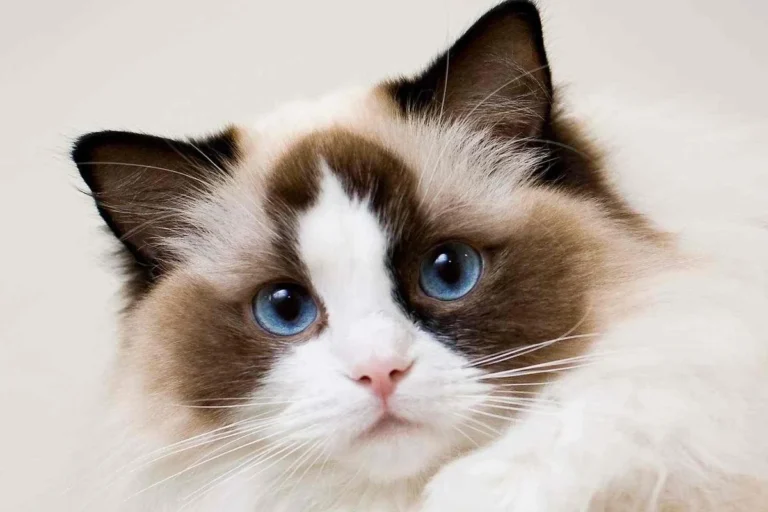 Can Cats Carry Rabies Without Symptoms