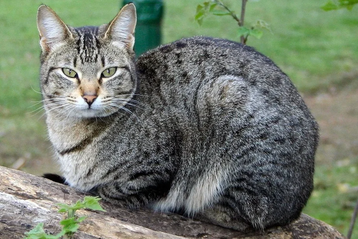 A cat displaying symptoms of being in heat, including affectionate behavior and increased vocalization.