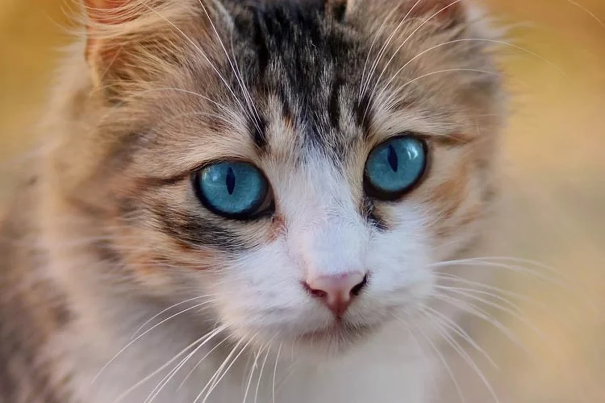 A comforting scene of a cat resting peacefully, symbolizing care and love.