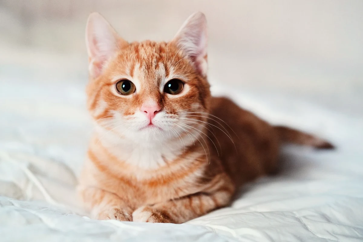 Cat exhibiting unusual behavior at home
