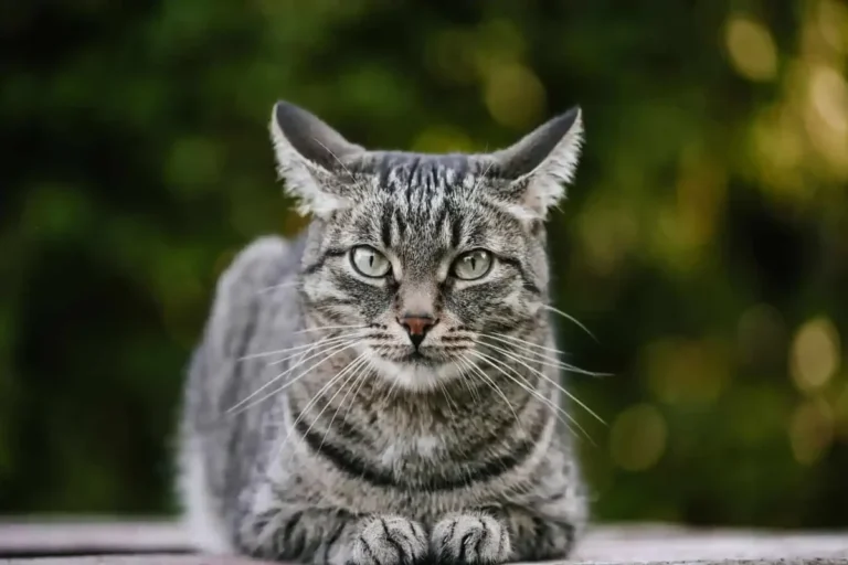 Where Can I Take My Sick Cat with No Money for Urgent Care
