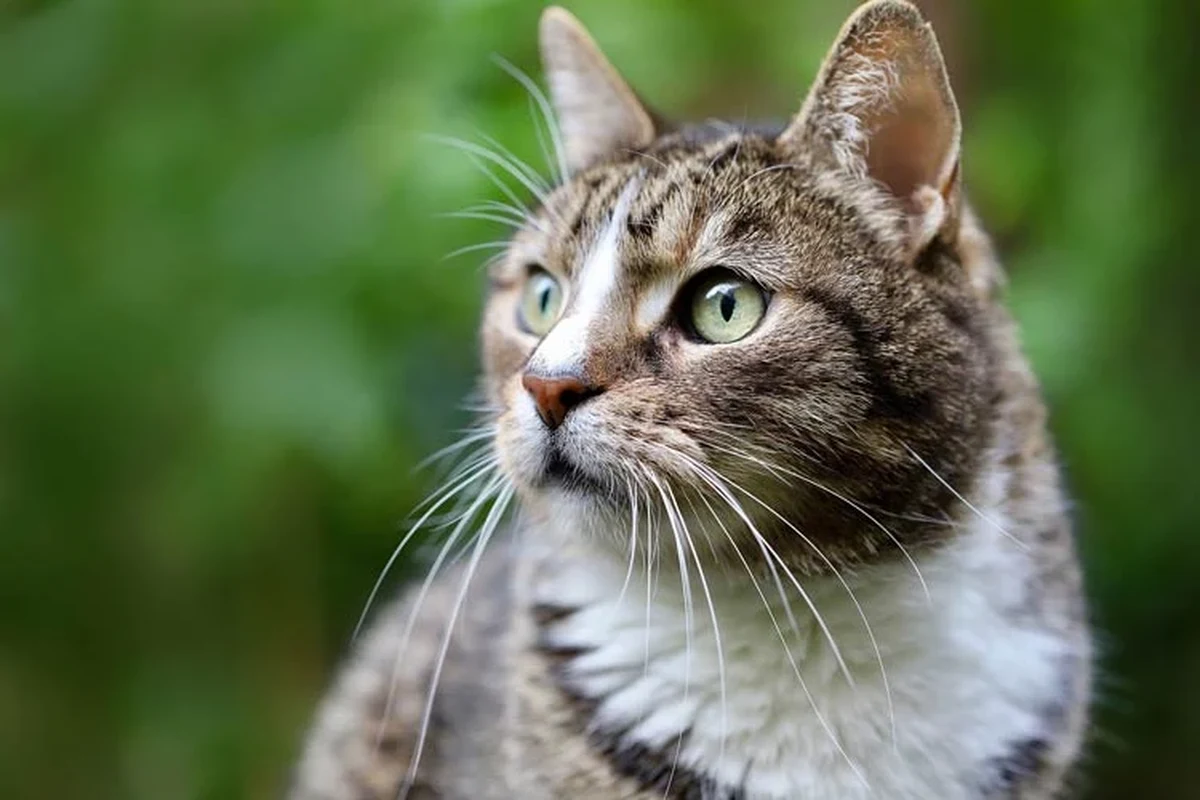 Cat showing signs of health monitoring and care.