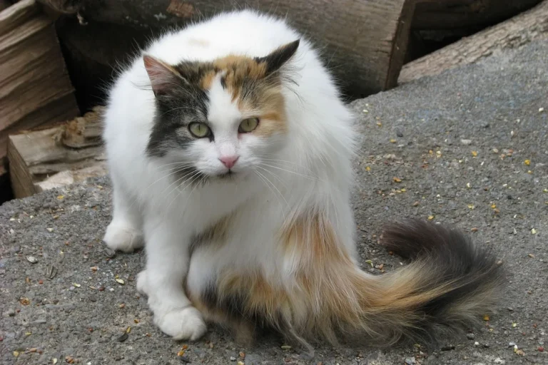 Can a Cat Have Rabies and Not Show Symptoms Important