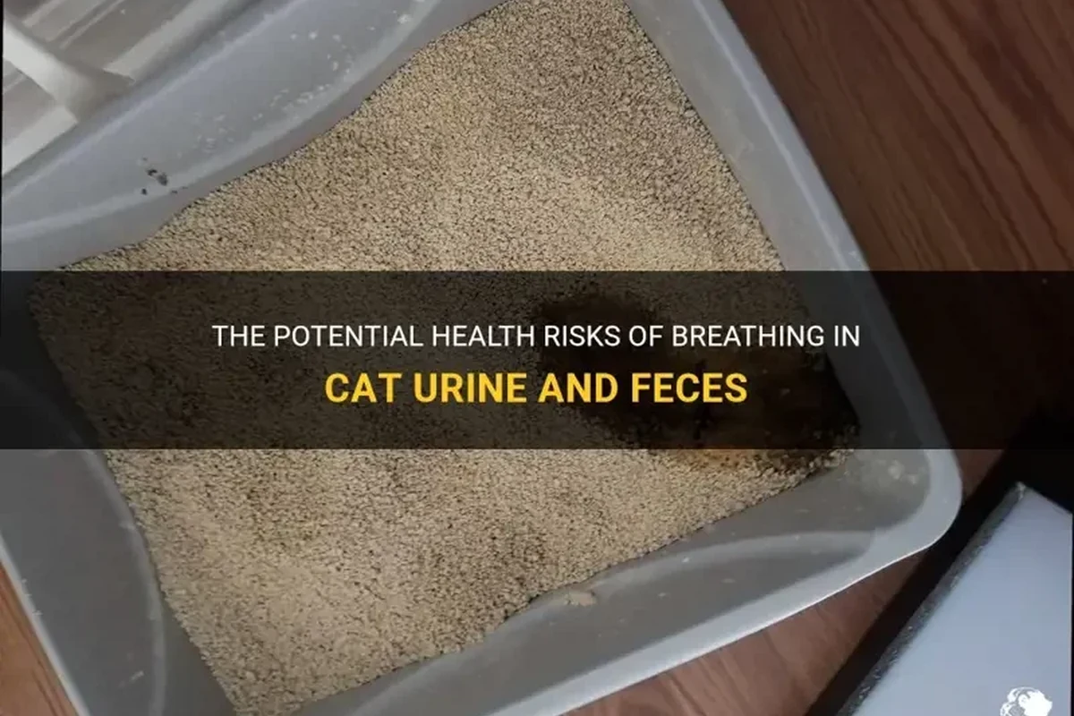 A clean litter box and cat care tips for health safety