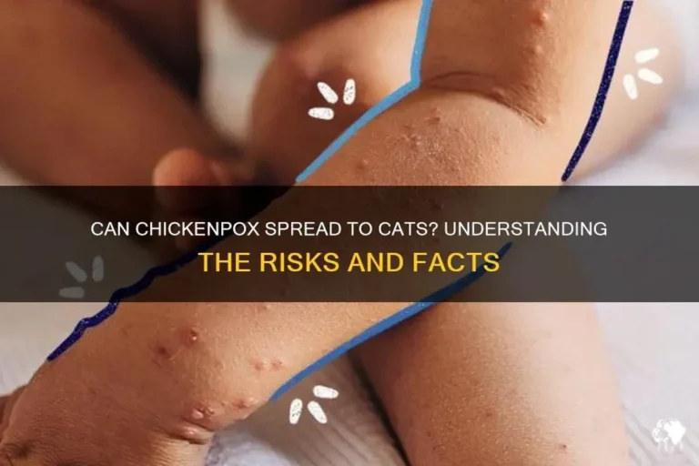 Can Cats Catch Chickenpox and What It Means for Your Pet
